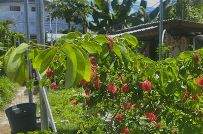 Latar belakang Kampung Hidroponik